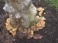 Grünblättriger Schwefelkopf